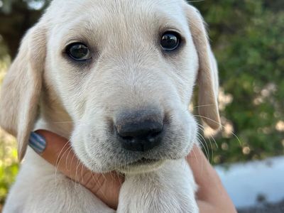 AKC Labrador Retriever Puppies
