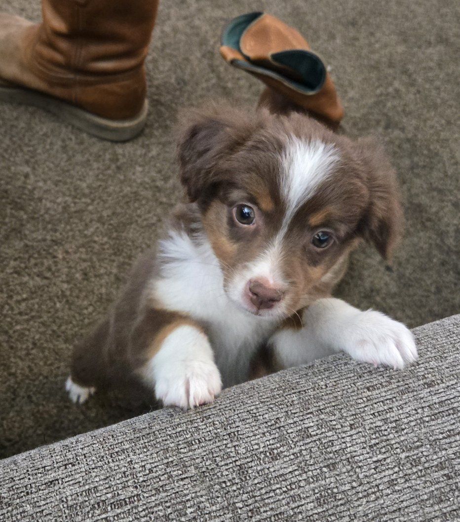 toy mini aussie