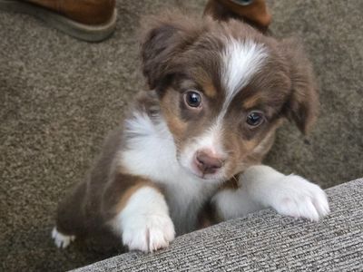 toy mini aussie