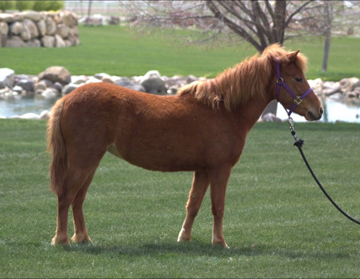 5 yr old Sorrel Pony