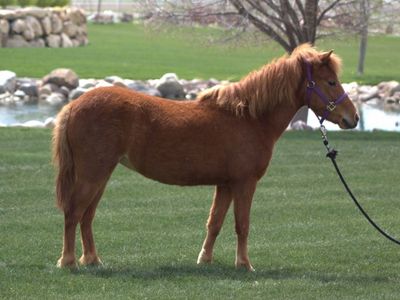 5 yr old Sorrel Pony