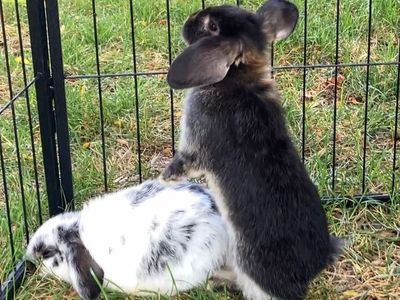Adorable Holland Lop Baby Bunnies! - ONLY ONE LEFT! 8 Weeks Old - Ready for Adoption NOW.