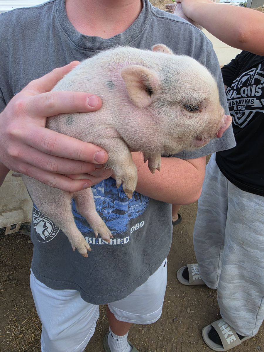 Mini Juliana Bottle Pigs Available Now (5-6 weeks old)