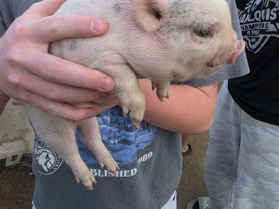 Mini Juliana Bottle Pigs Available Now (5-6 weeks old)
