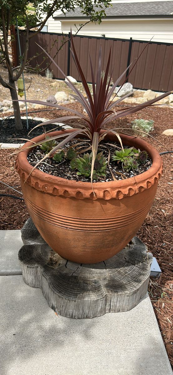 2 Terracotta Planters with plants
