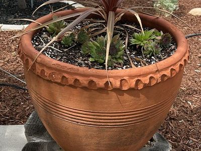 2 Terracotta Planters with plants