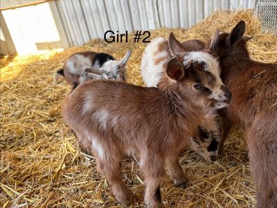 Registered Nigerian Dwarf Goats boys and girls