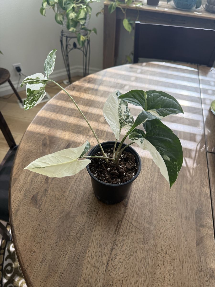 Syngonium Albo