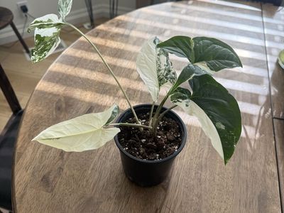 Syngonium Albo