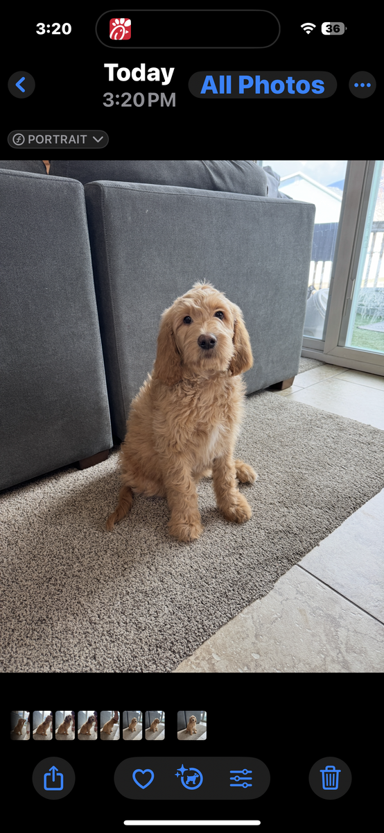 Goldendoodle puppy for sale