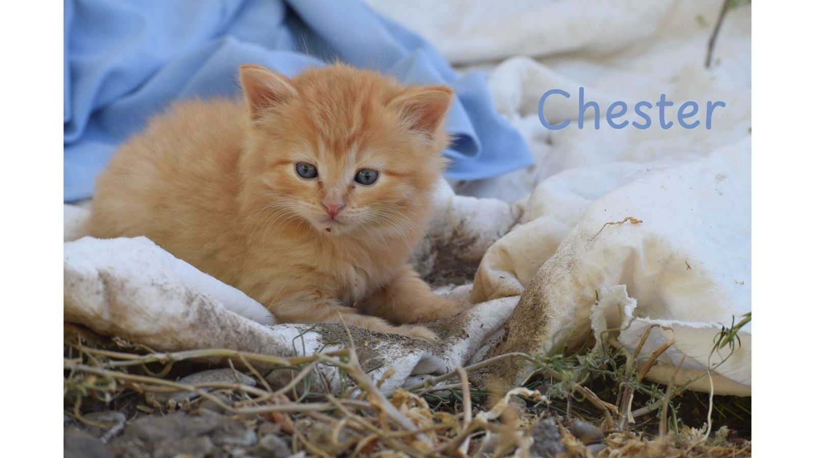Adorable Well-Raised Blue-Eyed Kitten