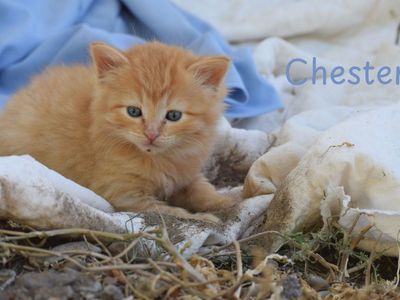 Adorable Well-Raised Blue-Eyed Kitten