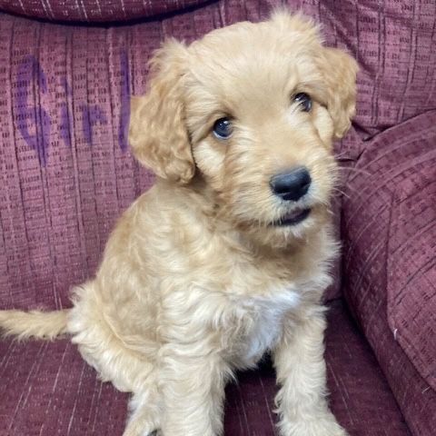 Mini Aussiedoodle Puppies