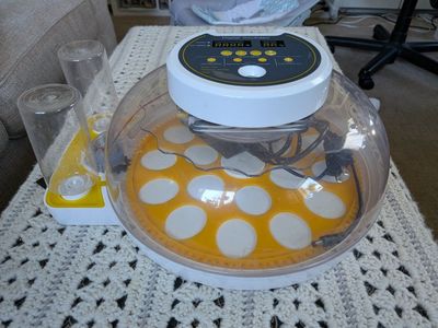 I can incubate your eggs!!