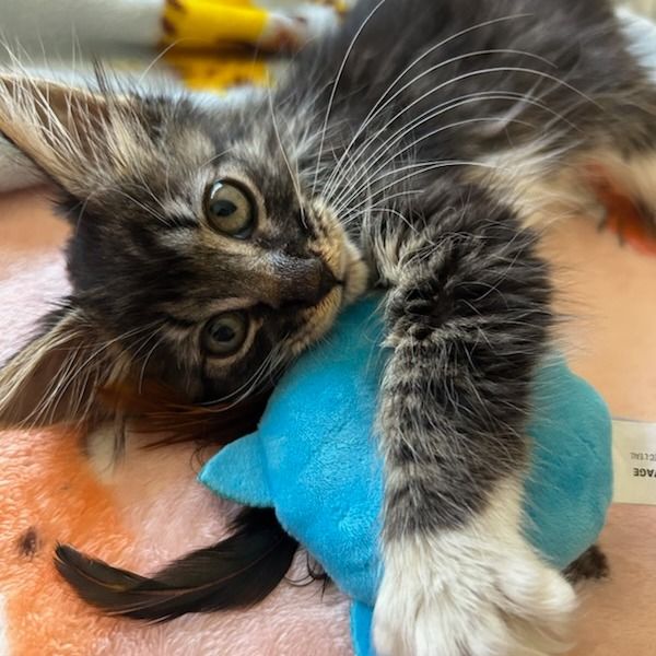 Hello my name is Calypso