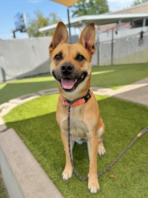 A160444 Stephanie is Available for Adoption!