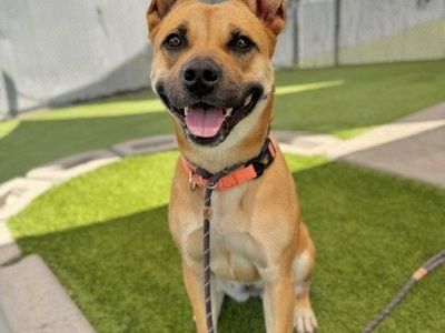 A160444 Stephanie is Available for Adoption!