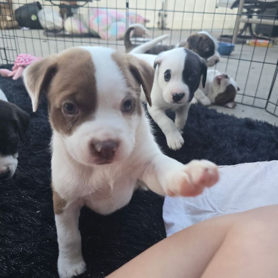Maltese Pitbull Mix Puppies
