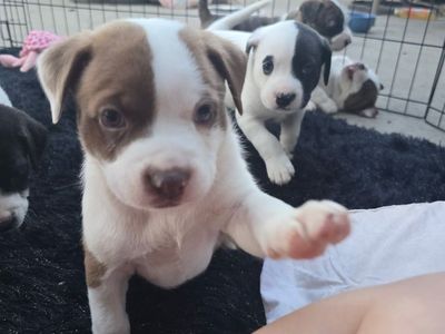 Maltese Pitbull Mix Puppies