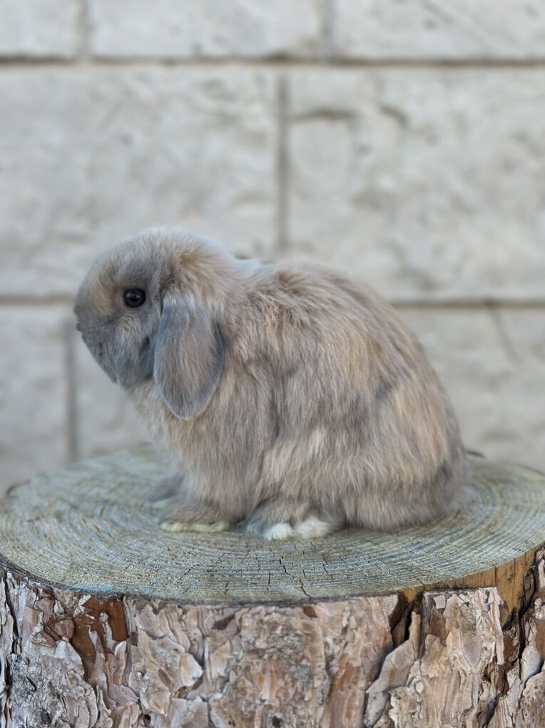 Blue/Cream Harlequin Holland Lop Female