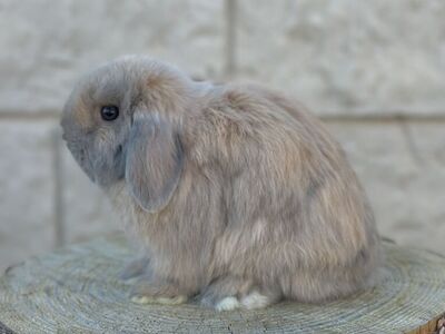Blue/Cream Harlequin Holland Lop Female