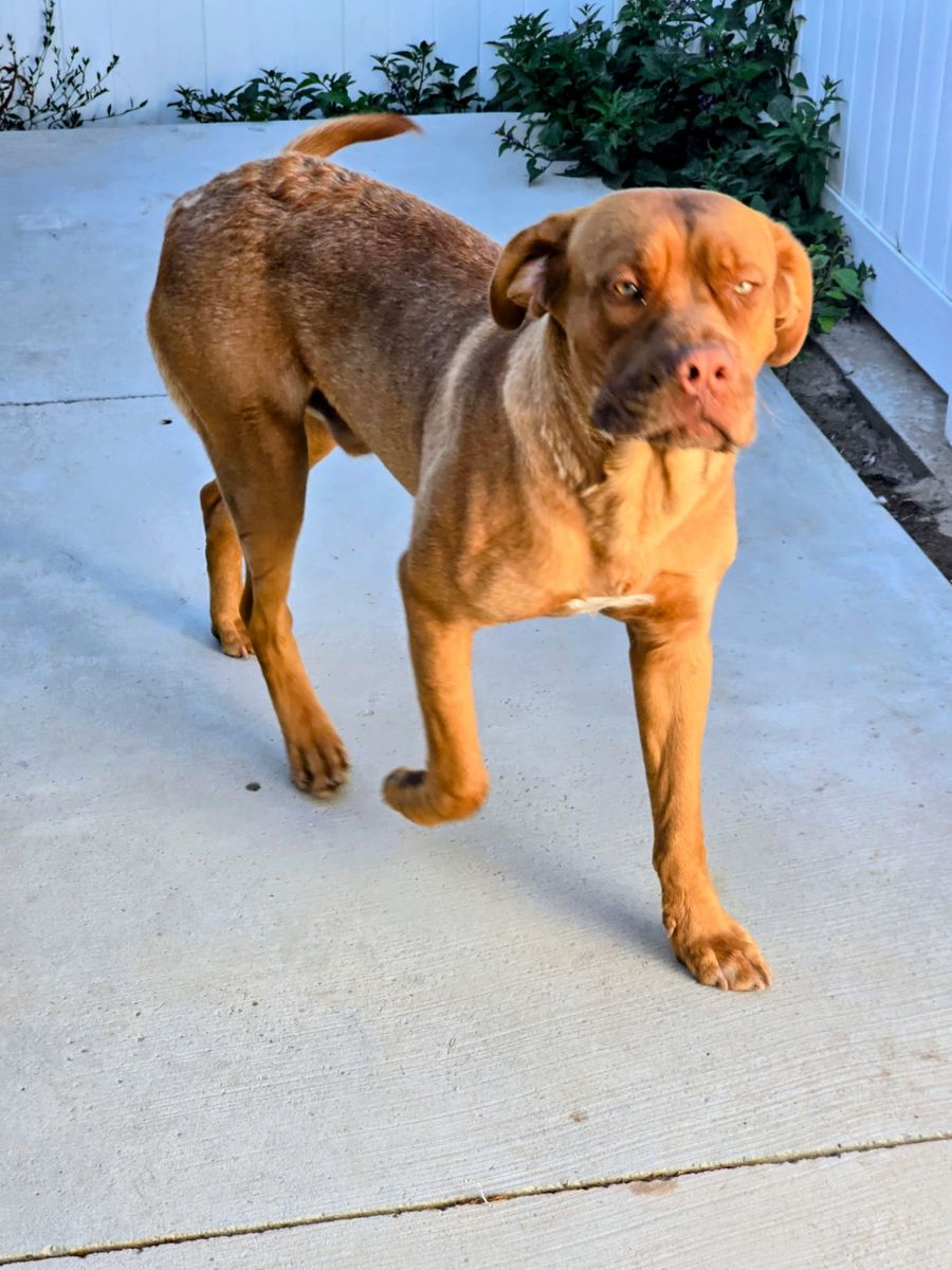 Friendly Dogo de Bordeaux (Zeus), Male, 1 Year Old, 140 lbs - Seeking Loving New Home
