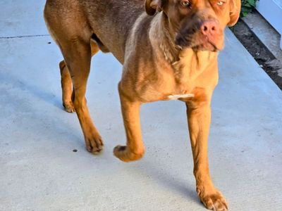 Friendly Dogo de Bordeaux (Zeus), Male, 1 Year Old, 140 lbs - Seeking Loving New Home