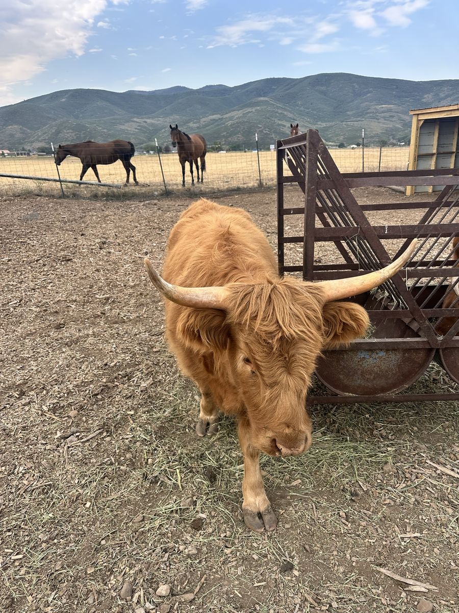 Highland Cow