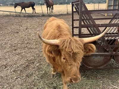 Highland Cow
