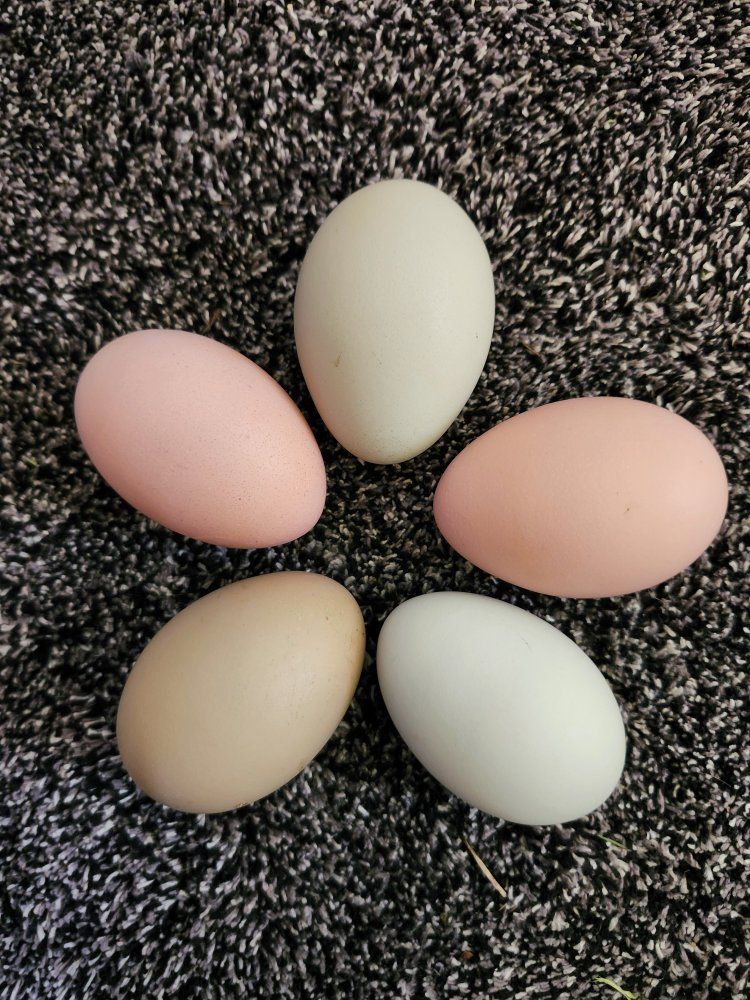 Easter Egger Fertile Hatching Eggs