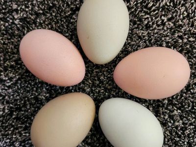 Easter Egger Fertile Hatching Eggs