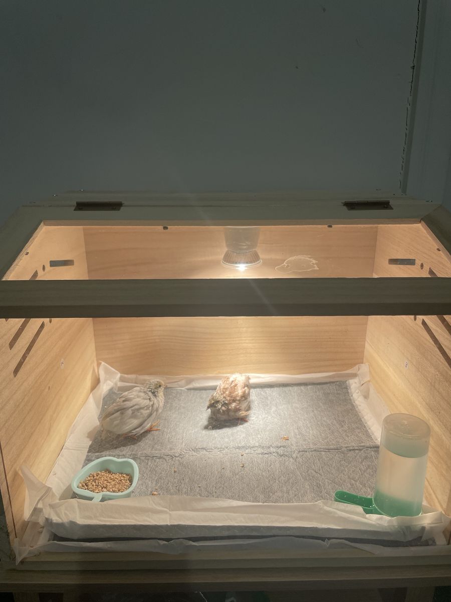 Cage only Not  quail