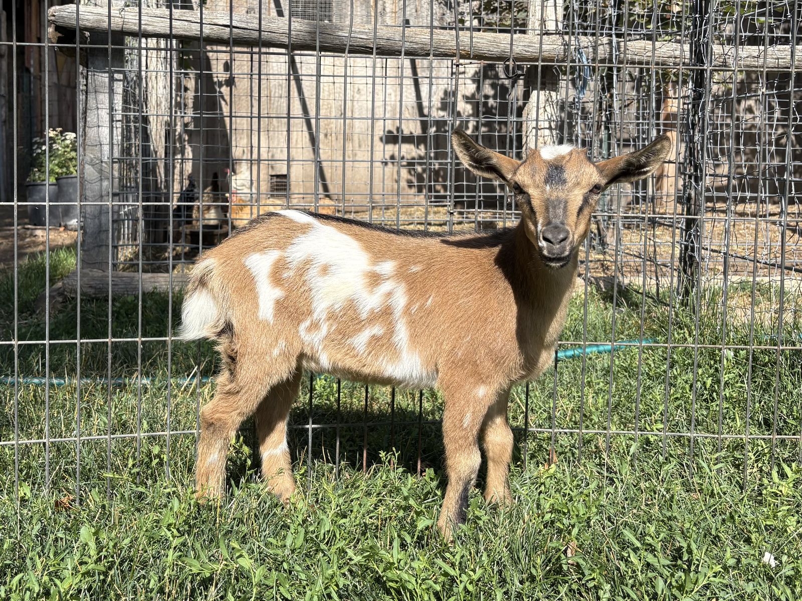 Nigerian Dwarf doelings for sale