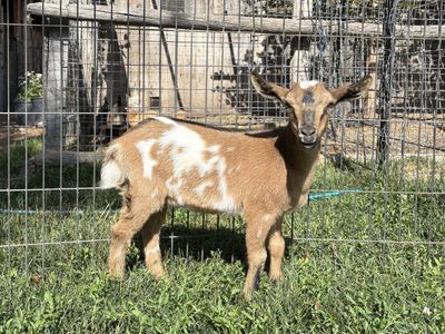 Nigerian Dwarf doelings for sale