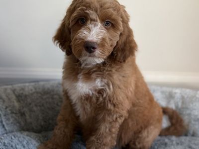 Irishdoodle Puppies