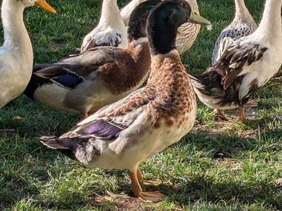 male ducks- Ancona and Silver Appleyard