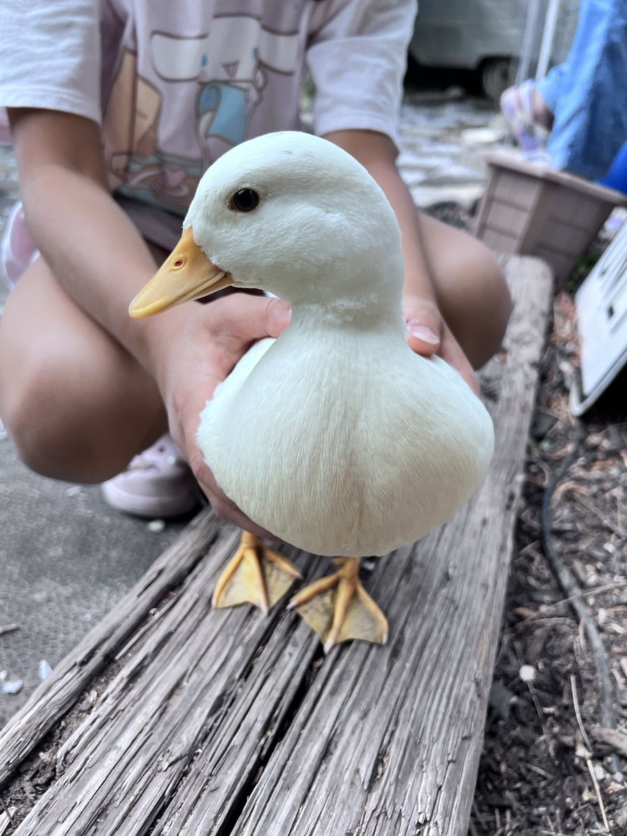 White Female Call Duck Hen Available