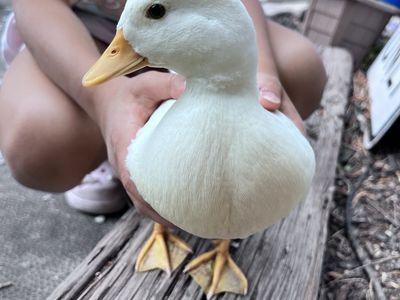 White Female Call Duck Hen Available