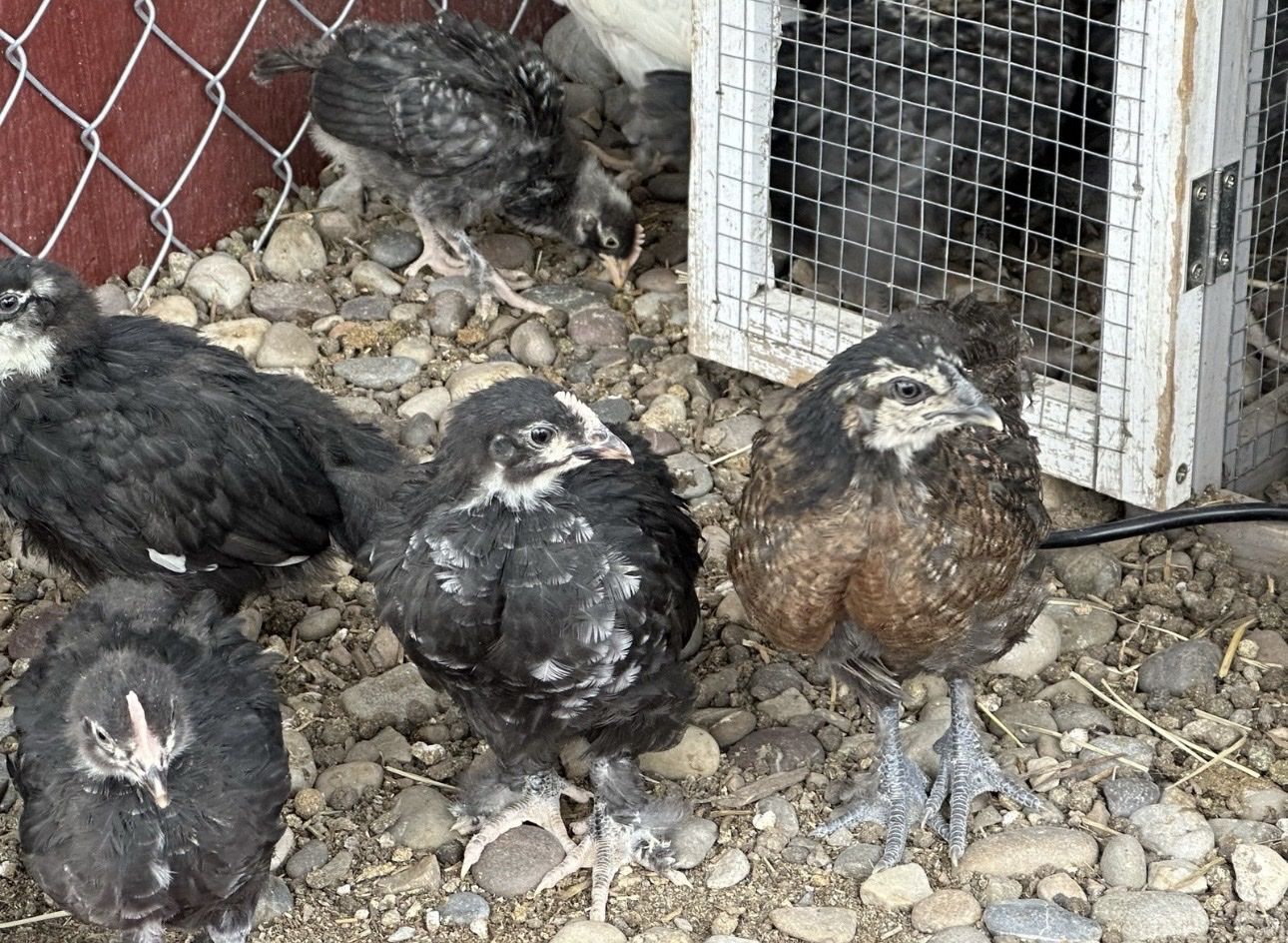 Olive Egger pullets