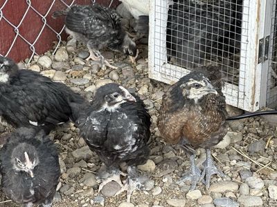 Olive Egger pullets