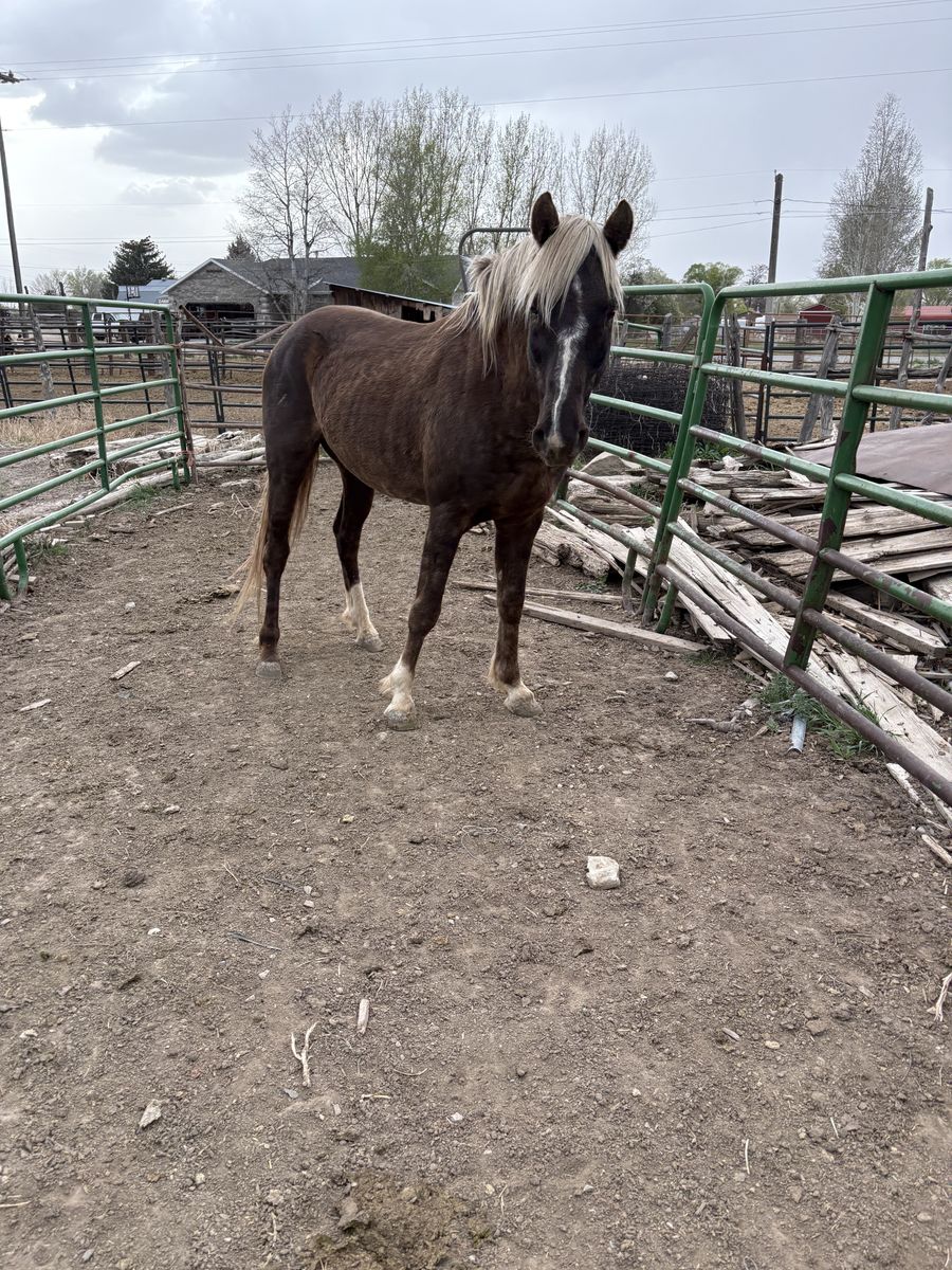 Aged Quarter Pony Stallion