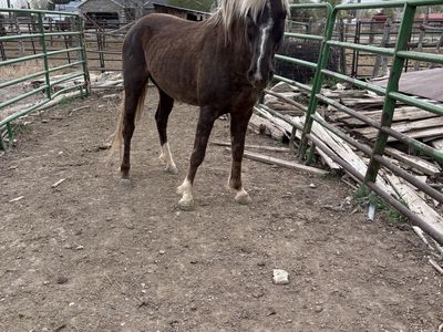 Aged Quarter Pony Stallion