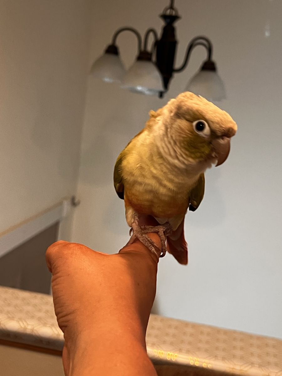 Green Cheek Conure