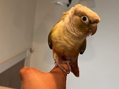 Green Cheek Conure