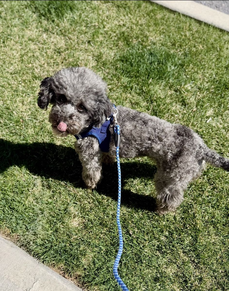 AKC Mini Poodle Phantom Merle Miniature Poodle Stud (Clear genetics)