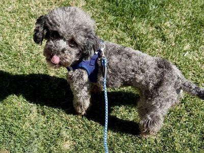 AKC Mini Poodle Phantom Merle Miniature Poodle Stud (Clear genetics)