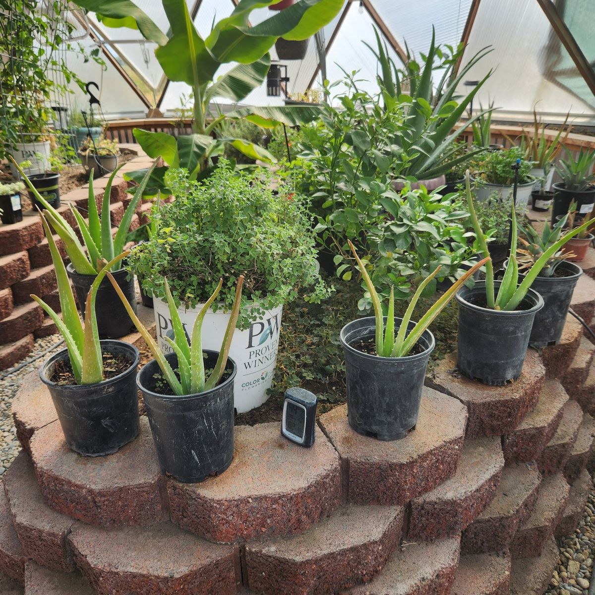 Aloe Vera Plants