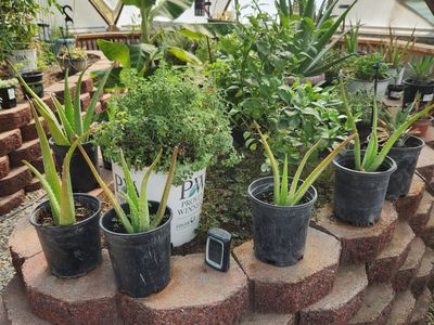 Aloe Vera Plants