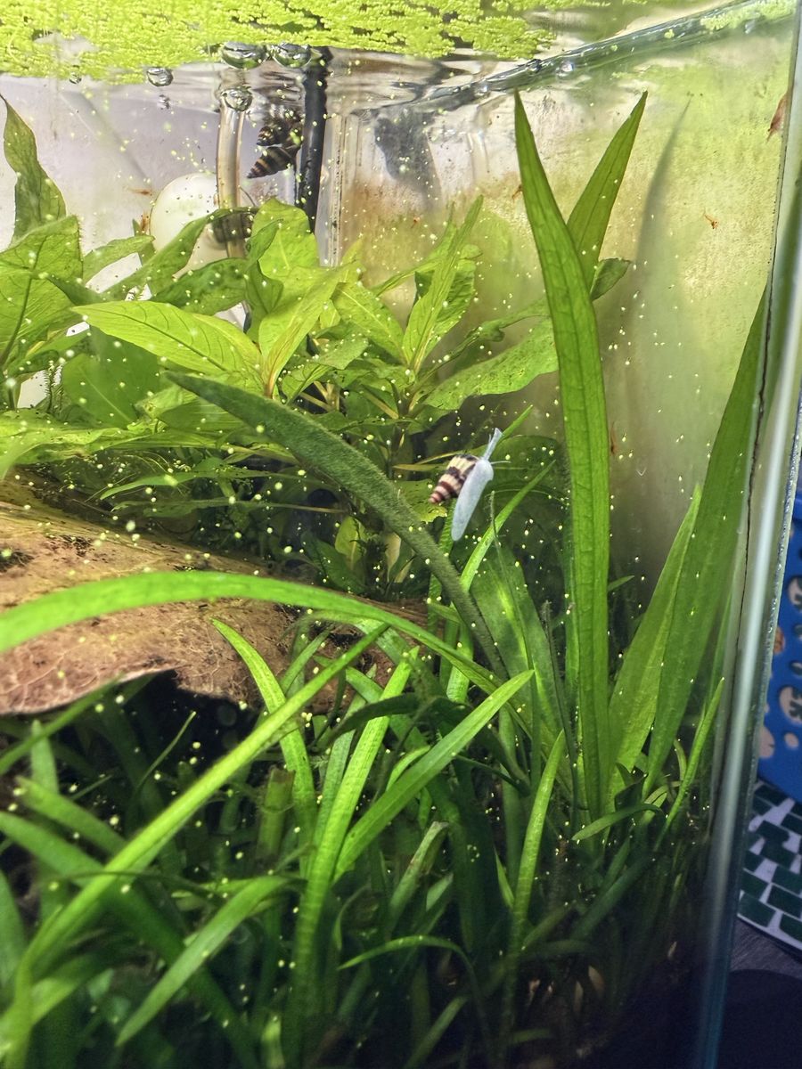 Baby Assassin Snails - Freshwater Aquarium Snail Control Multiple