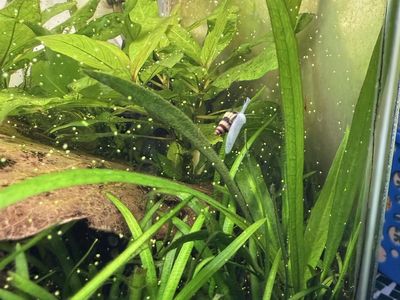 Baby Assassin Snails - Freshwater Aquarium Snail Control Multiple